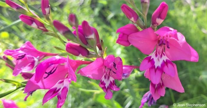 Gladiolus phoenix flowers, showing the white spear mark on the lower three tepals