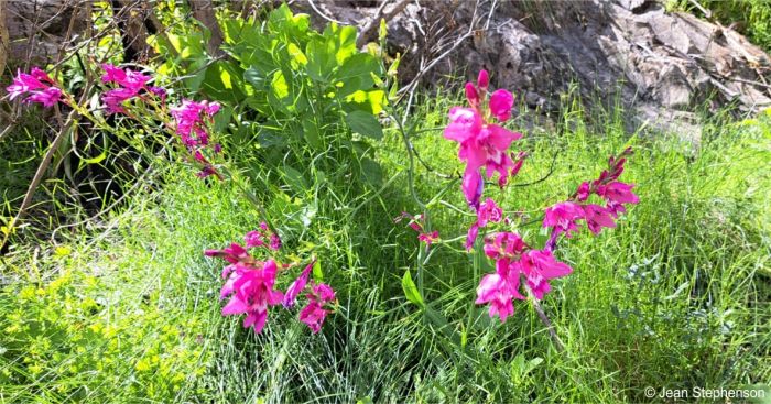 Gladiolus phoenix plants in flower in habitat