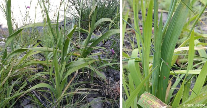 Leaf arrangement and a close-up of a leaf of Gladiolus phoenix