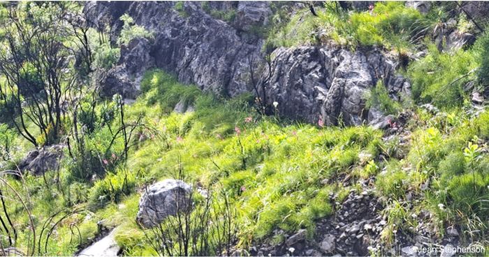 Preferred habitat of Gladiolus phoenix