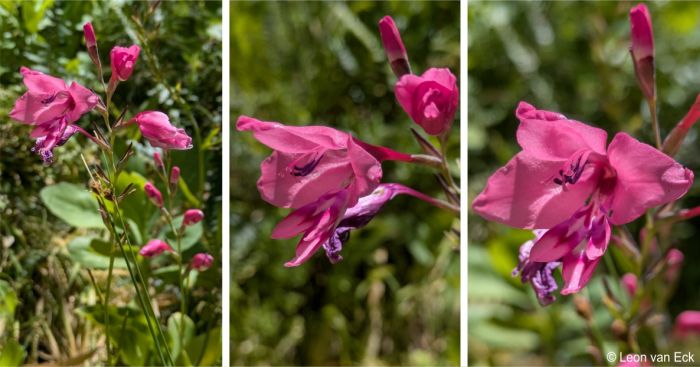 Gladiolus phoenix inflorescence and flower