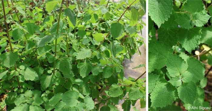 Plectranthus mzimvubensis stems and leaves