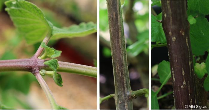 Plectranthus mzimvubensis stems square on fresh growth, cylindrical on mature growth