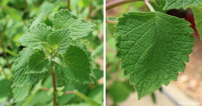 Plectranthus mzimvubensis leaves