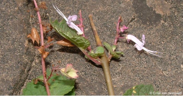 Plectranthus mzimvubensis showing flowers and fruits