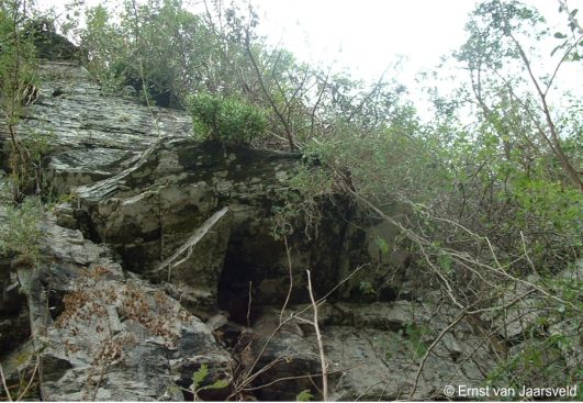 South-facing cliffs along the Mzimvubu River, habitat of Plectranthus mzimvubensis 