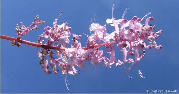 Plectranthus mzimvubensis inflorescence