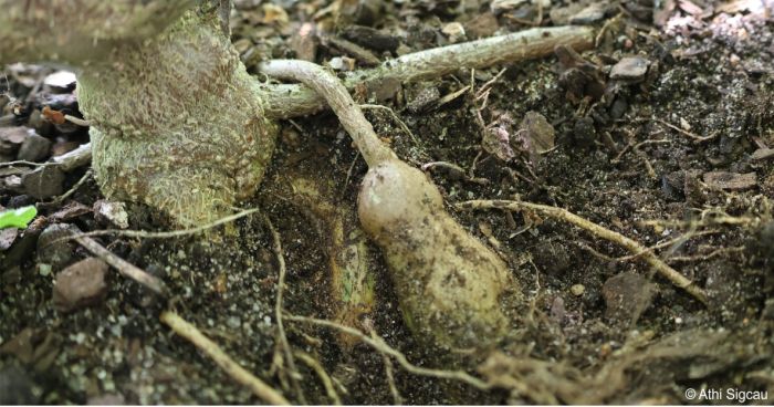 Plectranthus mzimvubensis has tubers on the roots