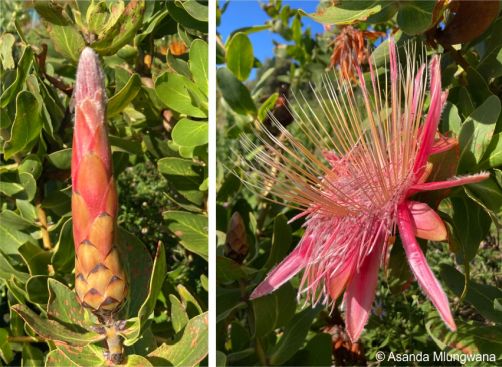 Protea aurea subsp. aurea