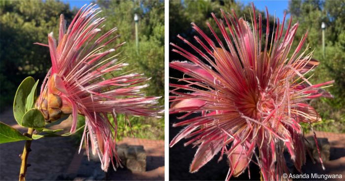 Protea aurea subsp. aurea pink form open flower head