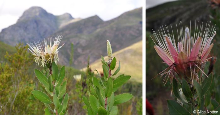 Protea aurea subsp. aurea in habitat