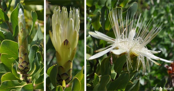 Protea aurea subsp. aurea white form showing bud, opening and mature flower heads