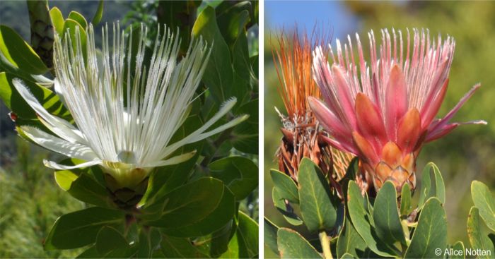 Protea aurea subsp. aurea freshly open white and pink flower heads