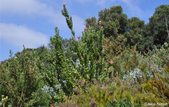 Protea aurea subsp. aurea growing in Kirstenbosch NBG