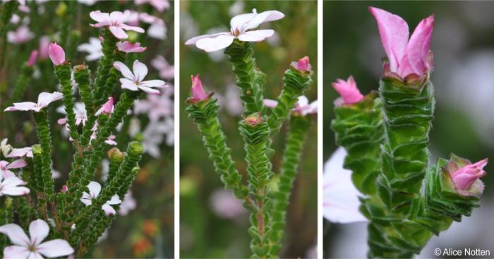 Acmadenia tetragona flowering stems and a close-up showing the leaves