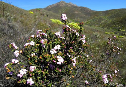 Acmadenia tetragona in habitat in the Outeniqua Mountains