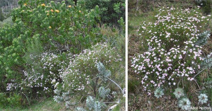 Acmadenia tetragona in flower in the Motherstock beds, Kirstenbosch NBG