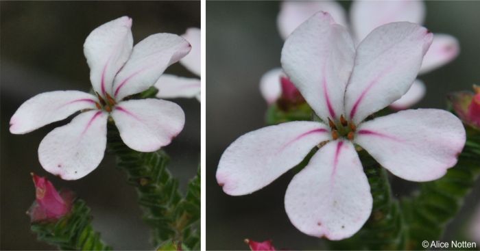 Acmadenia tetragona flowers close, showing conical glands on top of the anthers