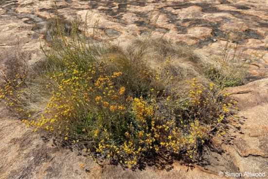 Kalanchoe alticola in flower in habitat