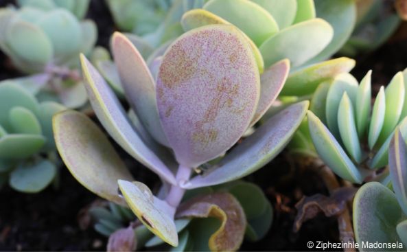 Leaves of Kalanchoe alticola 