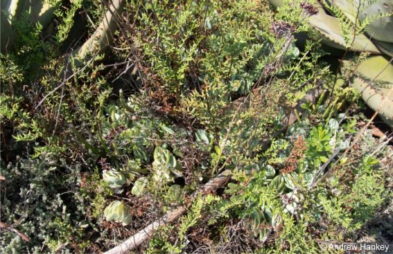 Kalanchoe alticola growing in the shade of other plants, in habitat