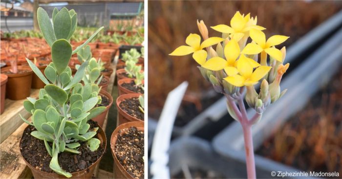 Kalanchoe alticola in the Lowveld NBG nursery