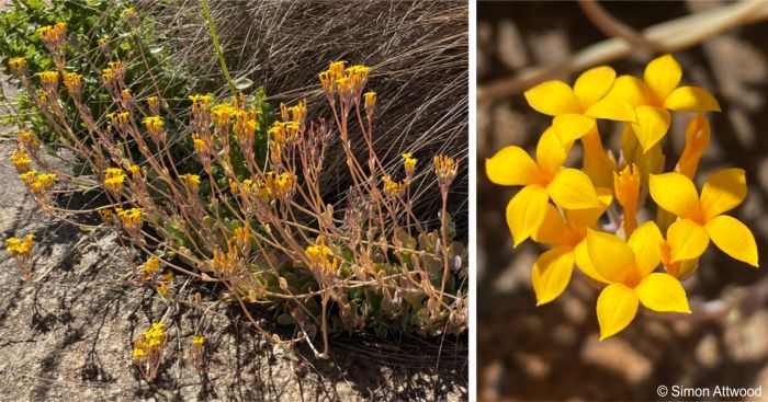 Kalanchoe alticola in flower and a close up of the flowers