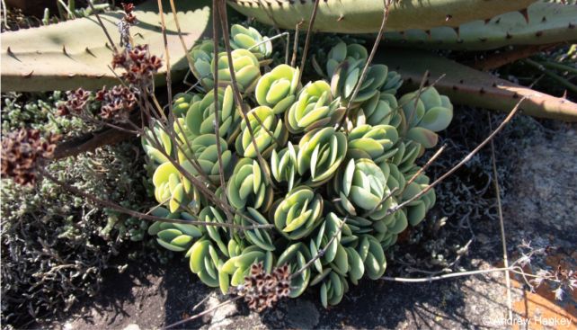 Kalanchoe alticola in fruit in habitat