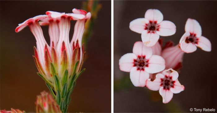 A cluster of four flowers of Erica ampullacea from the side and above