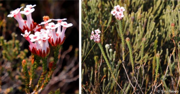 Erica ampullacea habit