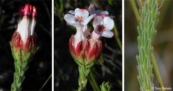 Unopened flowers, open flowers and a close-up of the leaves