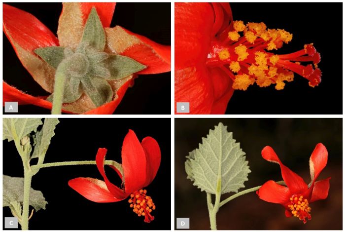 Hibiscus waterbergensis floral parts