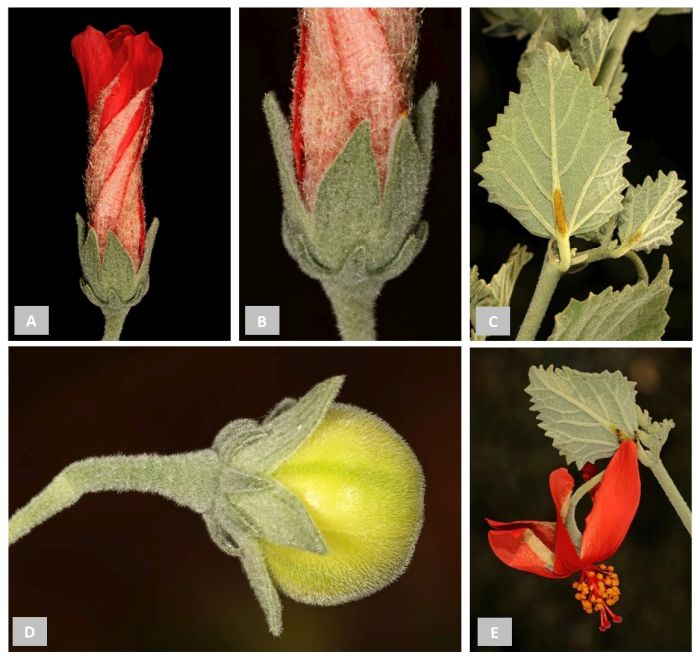 Hibiscus waterbergensis fruit