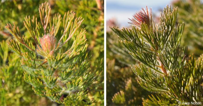 Serruria hirsuta hairy leaves and stems