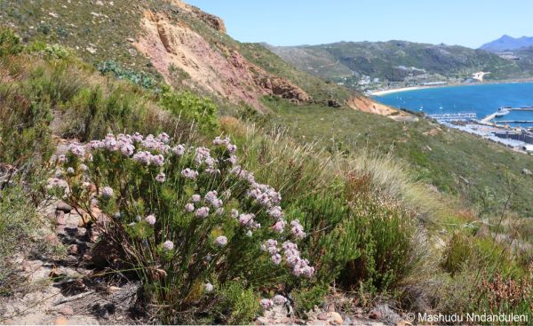 Serruria hirsuta in habitat