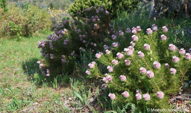 Serruria hirsuta in Kirstenbosch NBG