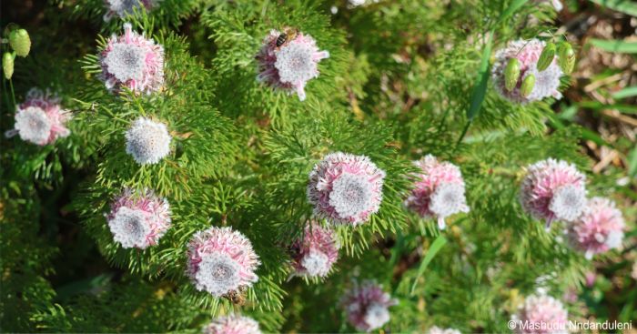 Serruria hirsuta flower heads and foliage, in Kirstenbosch NBG