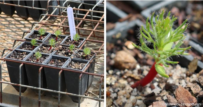 Serruria hirsuta seedlings, in Kirstenbosch NBG