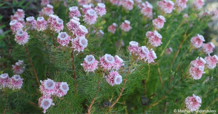 Serruria hirsuta flower heads and foliage, in Kirstenbosch NBG