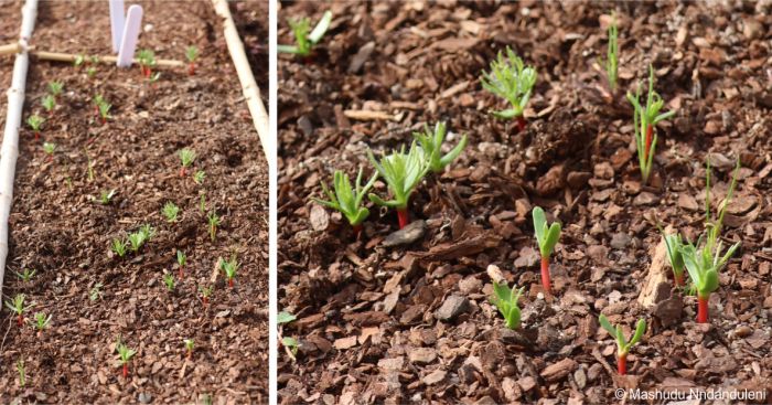 Serruria hirsuta seedlings, in Kirstenbosch NBG