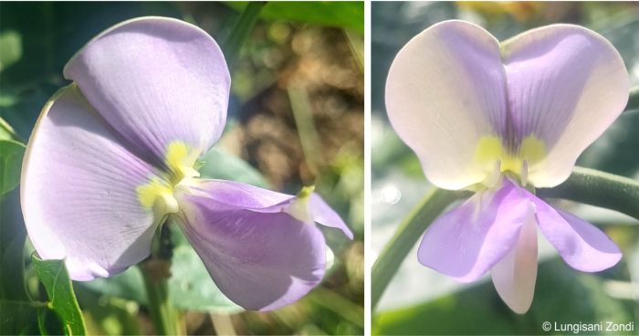 Vigna unguiculata flower