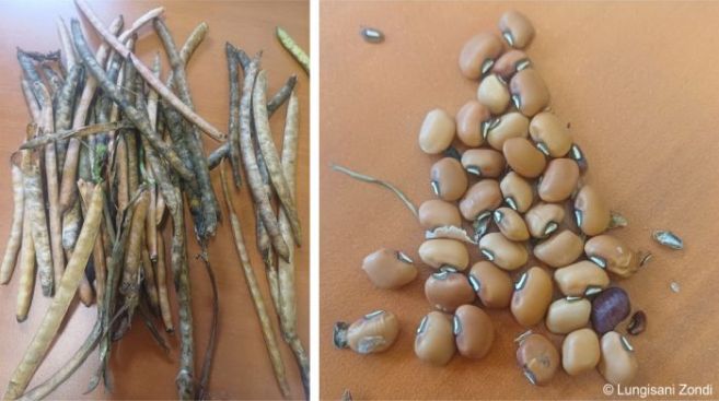 Vigna unguiculata dried pods and seeds