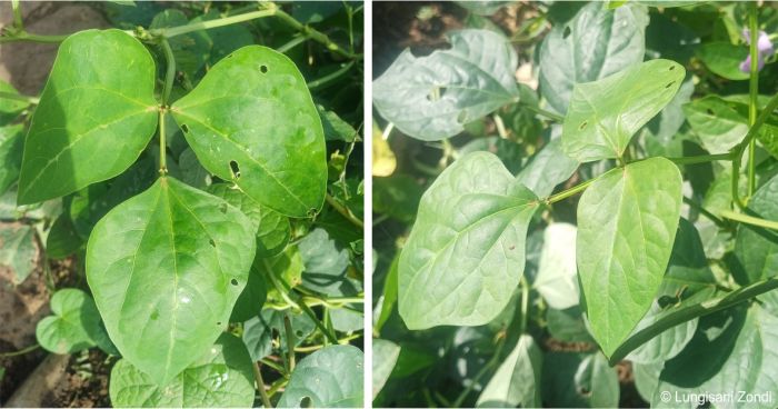 Vigna unguiculata leaves