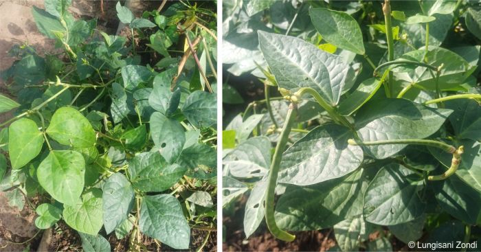 Vigna unguiculata plants with pods