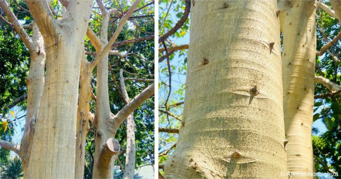 Ficus bubu trunk