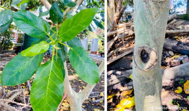 Ficus bubu leaves and stem