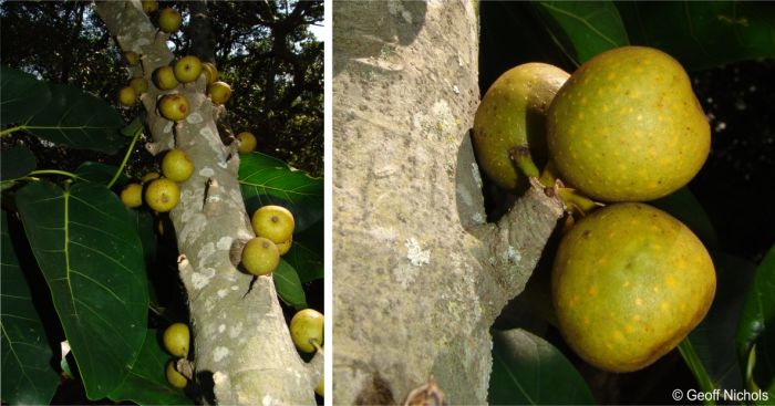 Ficus bubu figs on short spine-like spikes the stem