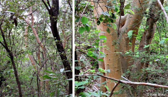 Ficus bubu in habitat, Eswatini