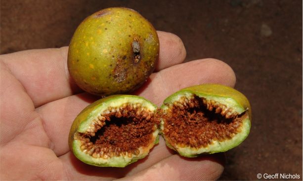 Ficus bubu ripe figs