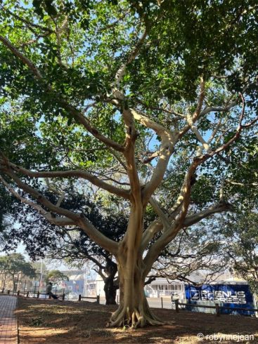 Ficus bubu tree in Durban